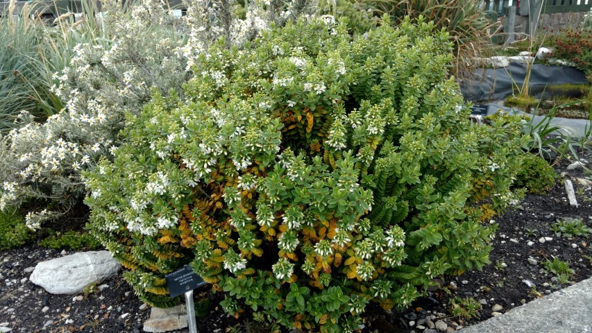 Veronica elliptica plantplacesimage20151228_120202.jpg