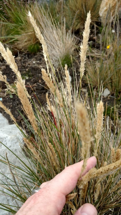 Festuca contracta plantplacesimage20151228_121137.jpg