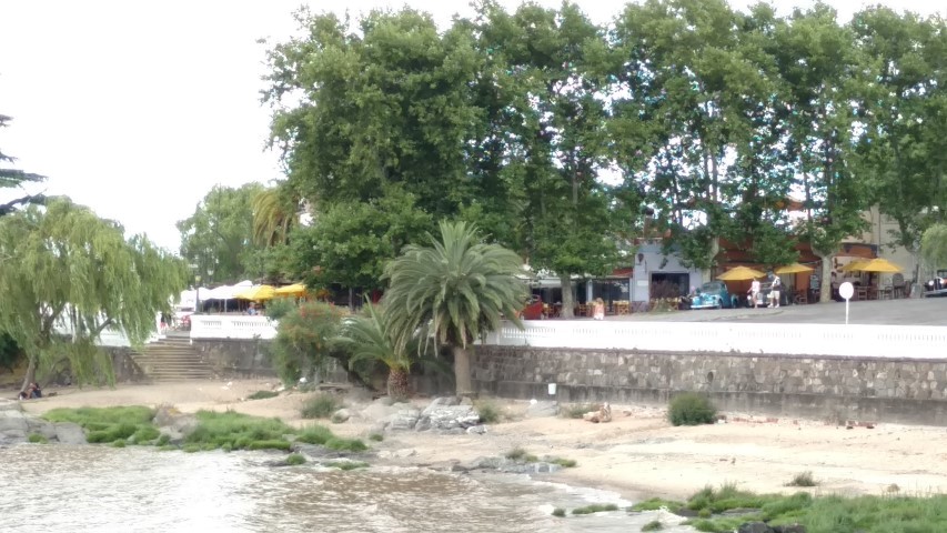 Phoenix canariensis plantplacesimage20160101_110035.jpg