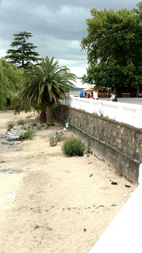 Phoenix canariensis plantplacesimage20160101_110651.jpg