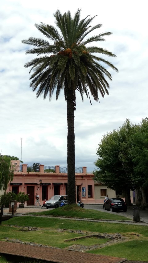 Phoenix canariensis plantplacesimage20160101_125540.jpg