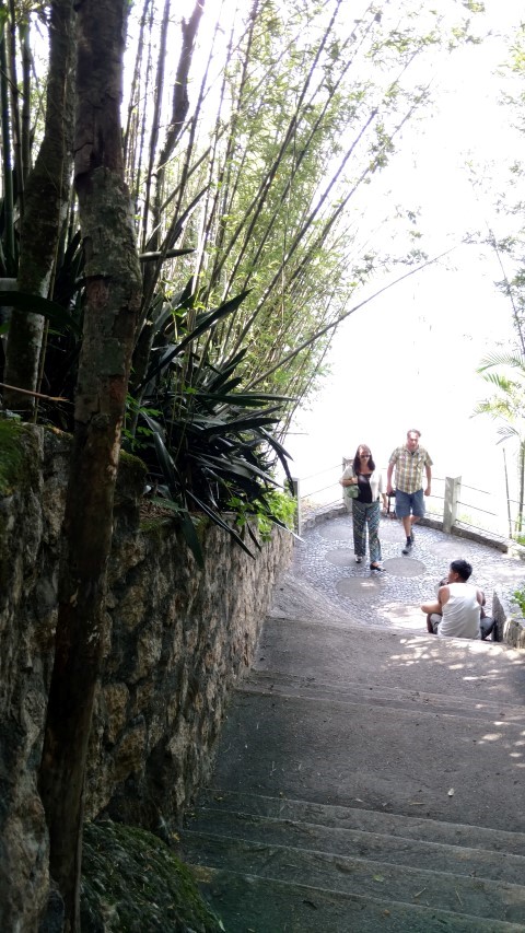Sansevieria trifasciata plantplacesimage20160104_144030.jpg