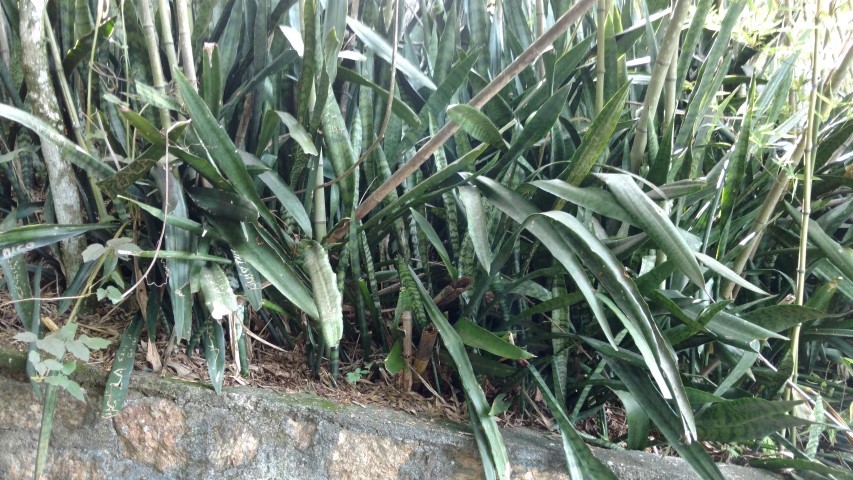 Sansevieria trifasciata plantplacesimage20160104_144049.jpg