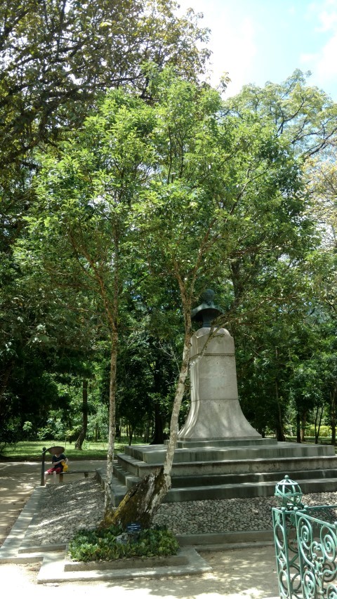 Cinnamomum camphora plantplacesimage20160105_130729.jpg