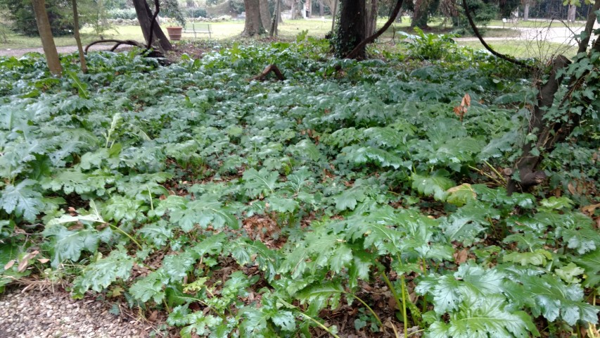 Pittosporum tenuifolium plantplacesimage20160123_124853.jpg