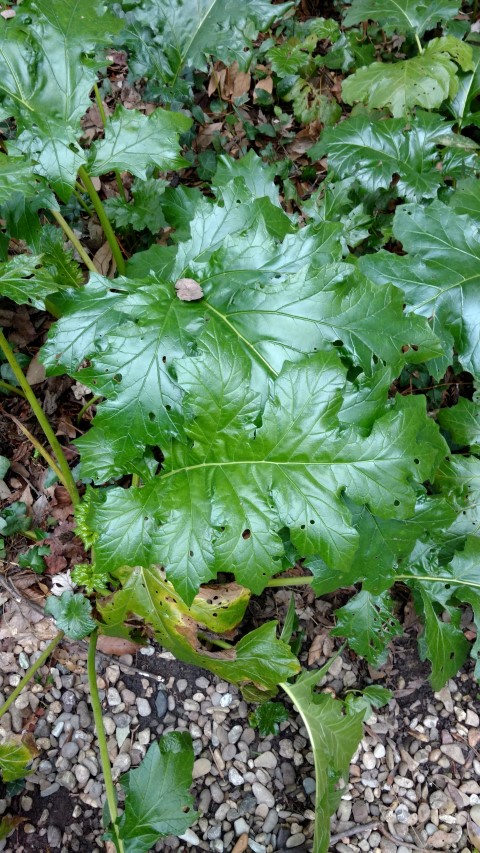 Pittosporum tenuifolium plantplacesimage20160123_124907.jpg