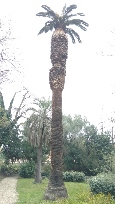 Phoenix canariensis plantplacesimage20160123_130955.jpg