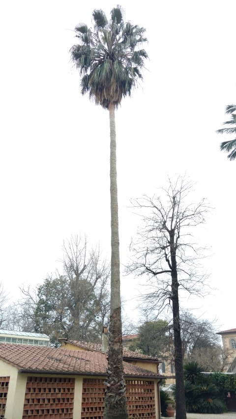 Washingtonia robusta plantplacesimage20160123_133416.jpg