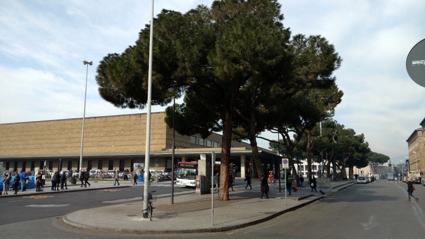 Pinus nigra plantplacesimage20160124_120539.jpg