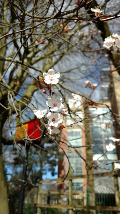 Prunus cerasifera plantplacesimage20160305_125242.jpg