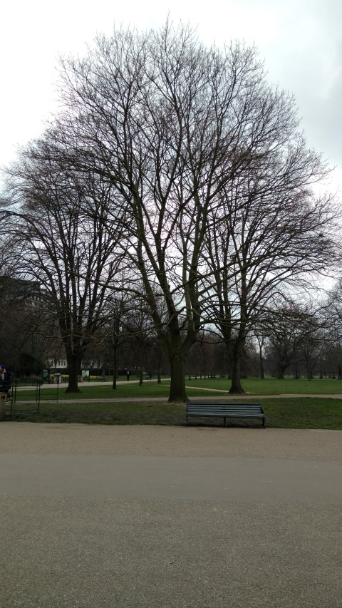 Acer platanoides plantplacesimage20160316_103229.jpg