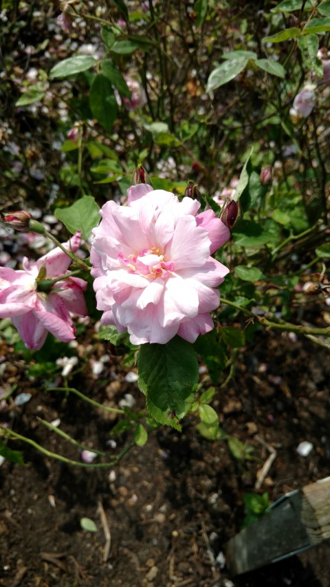 Rosa spp plantplacesimage20160605_140148.jpg