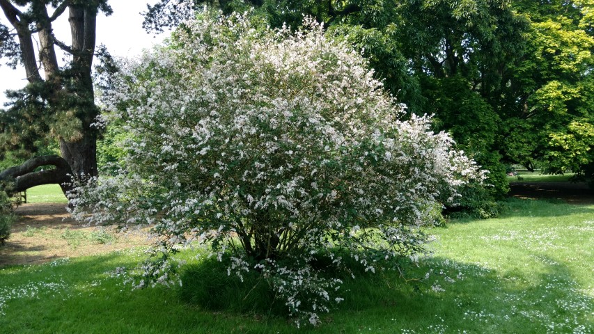 Syringa tomentella plantplacesimage20160605_142955.jpg