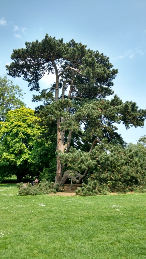 Pinus nigra plantplacesimage20160605_143040.jpg