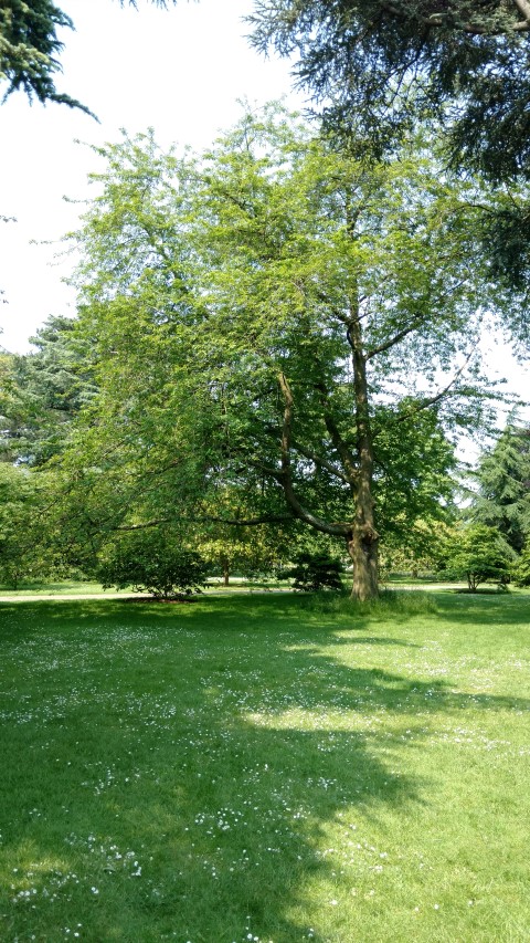 Prunus avium plantplacesimage20160605_145941.jpg