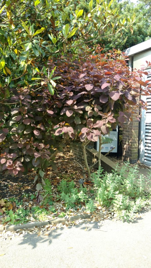 Cotinus coggygria plantplacesimage20160605_151227.jpg