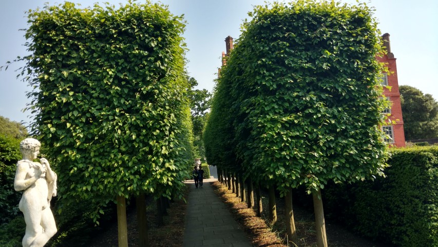 Carpinus betulus plantplacesimage20160605_160334.jpg