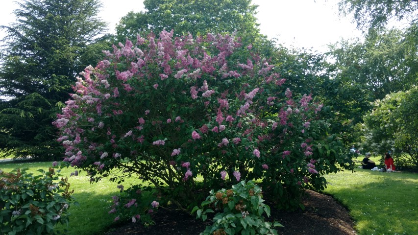 Syringa prestoniae plantplacesimage20160605_161844.jpg