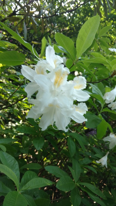 Rhododendron occidentale plantplacesimage20160605_164913.jpg