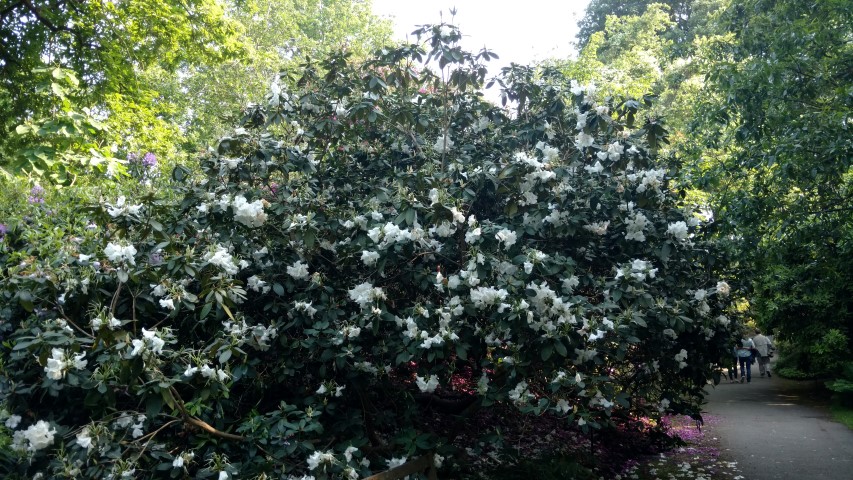 Rhododendron spp plantplacesimage20160605_170652.jpg