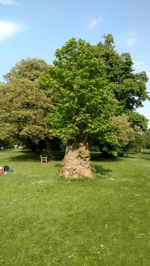Platanus x plantplacesimage20160605_172235.jpg