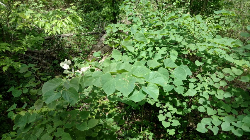 Cercis canadensis plantplacesimage20160717_144155.jpg