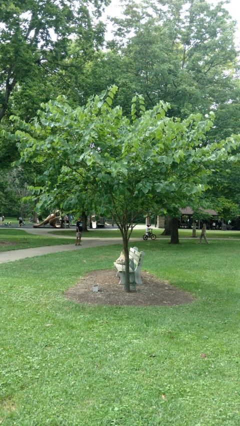 Cercis canadensis plantplacesimage20160717_144751.jpg