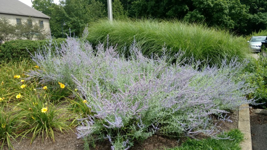 Perovskia atriplicifolia plantplacesimage20160717_145422.jpg