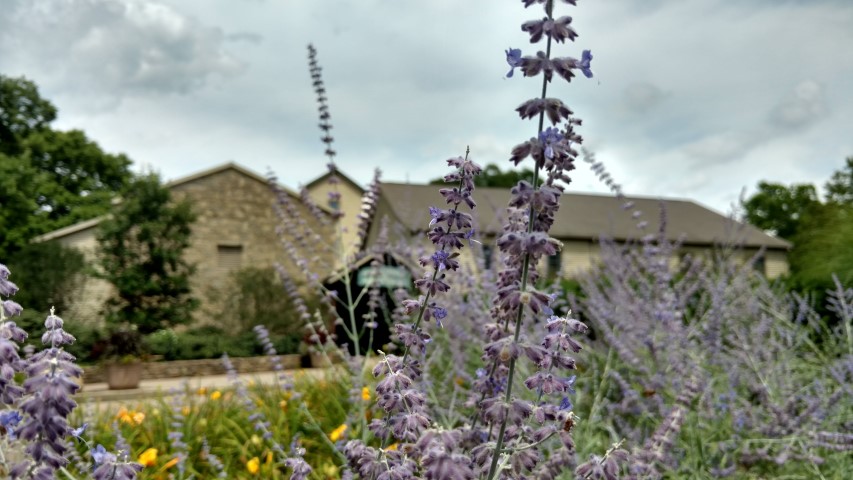 Perovskia atriplicifolia plantplacesimage20160717_145433.jpg