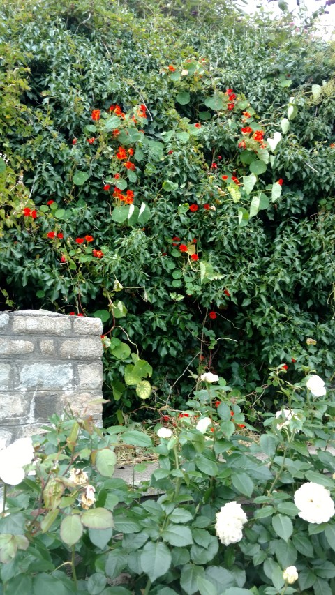 Tropaeolum spp plantplacesimage20160806_170558.jpg