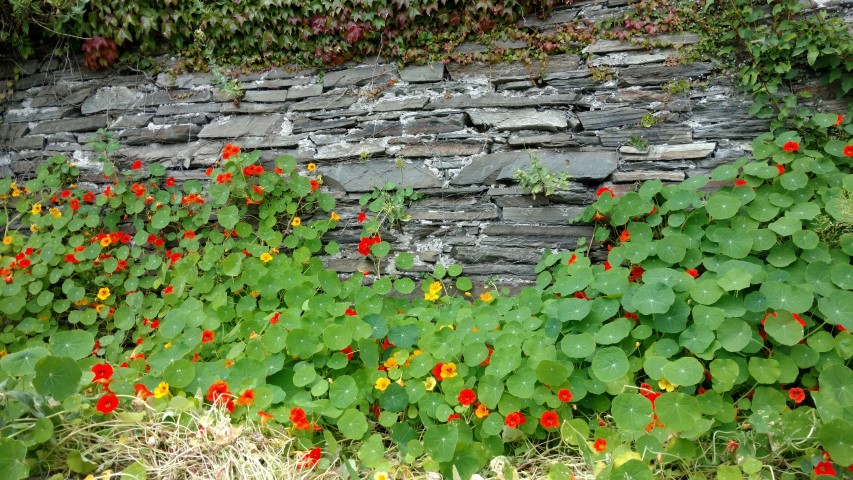 Tropaeolum spp plantplacesimage20160806_170609.jpg