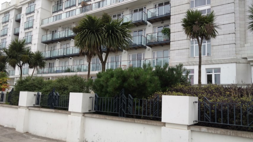 Pinus mugo plantplacesimage20160806_192013.jpg