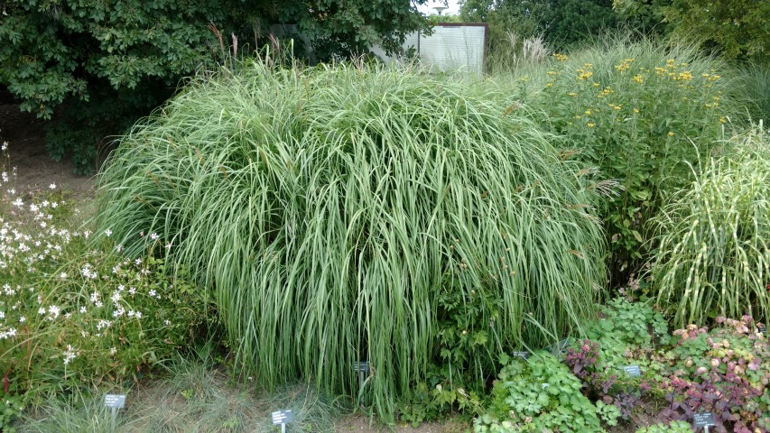 Miscanthus sinensis plantplacesimage20160813_151250.jpg