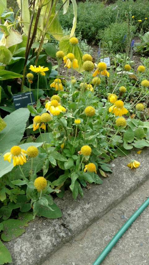 Gaillardia x plantplacesimage20160813_152220.jpg