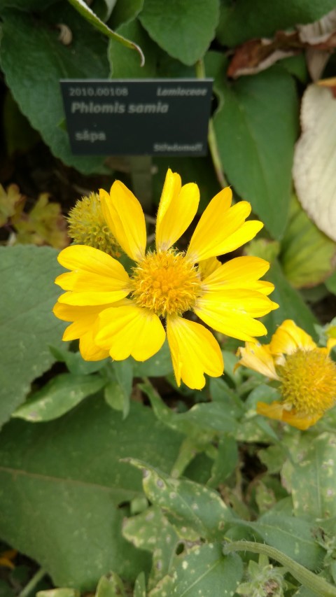 Gaillardia x plantplacesimage20160813_152230.jpg