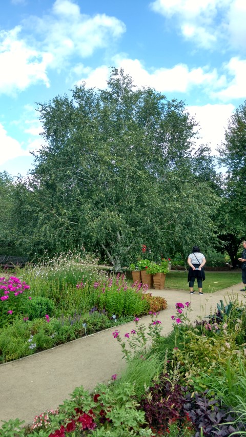 Betula jacquemontii plantplacesimage20160813_160137.jpg