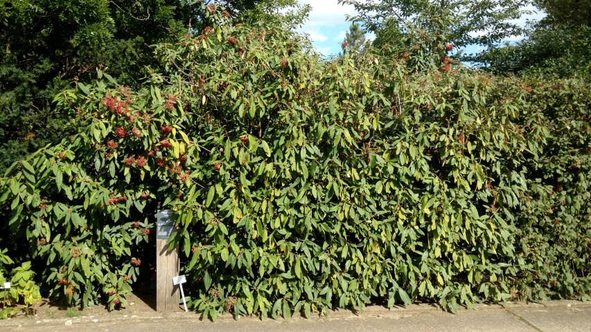 Viburnum rhytidophyllum plantplacesimage20160813_160840.jpg