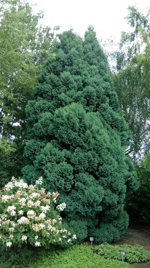 Chamaecyparis lawsoniana plantplacesimage20160813_161856.jpg