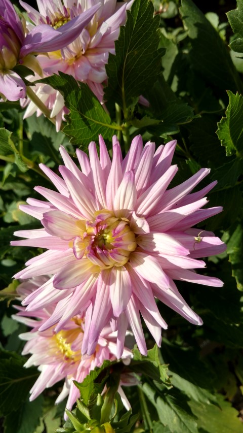 Dahlia hybrid plantplacesimage20160813_164531.jpg