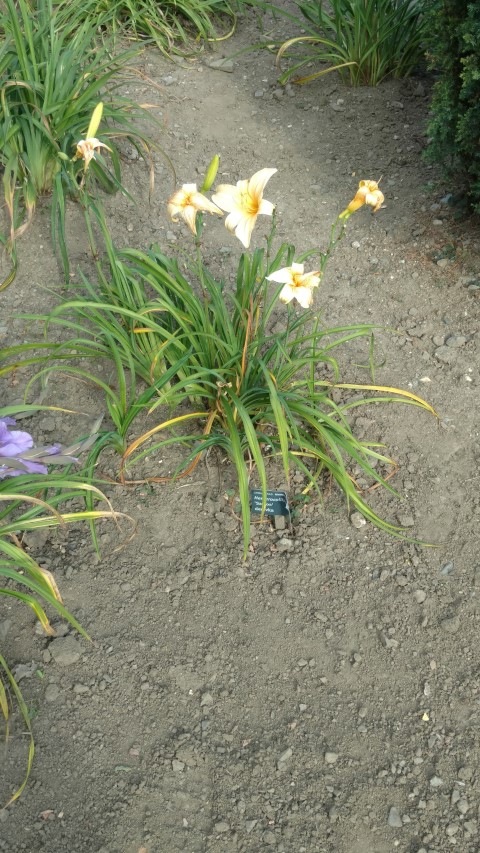 Hemerocallis hybrid plantplacesimage20160813_170234.jpg