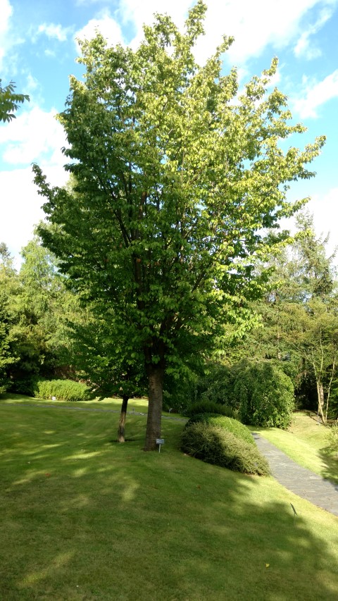 Prunus sargentii plantplacesimage20160813_172111.jpg