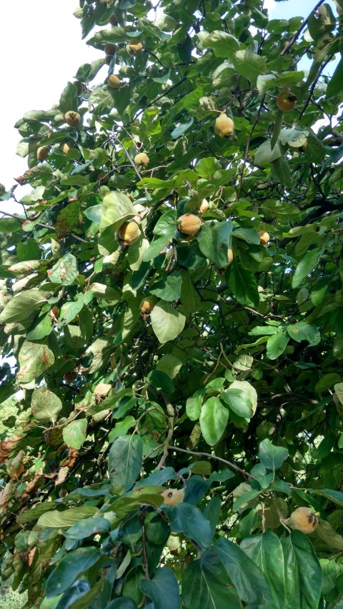 cydonia oblonga plantplacesimage20160813_173301.jpg