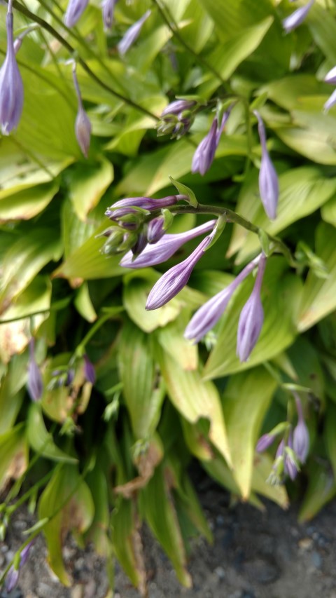 Echinops macarandicus plantplacesimage20160813_174344.jpg