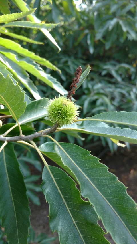 Castanea sativa plantplacesimage20160813_175953.jpg