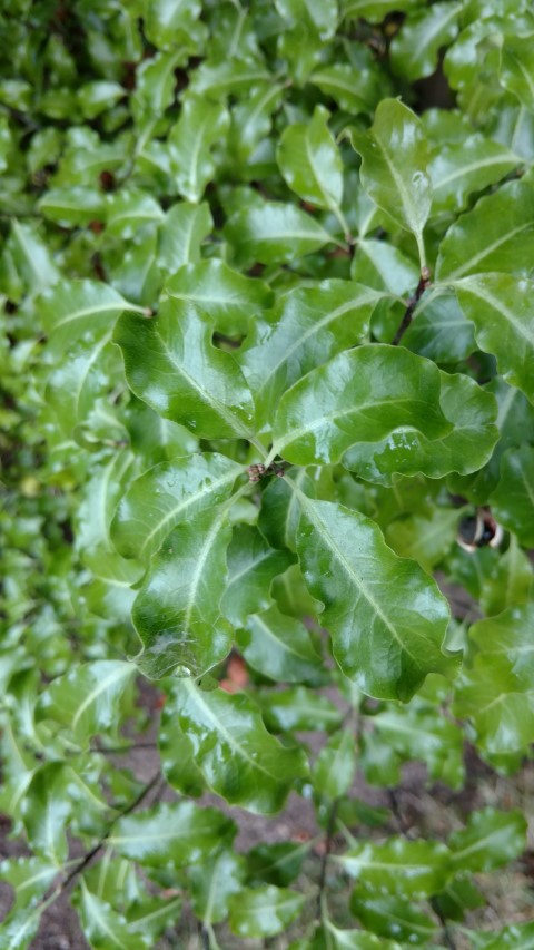 Pittosporum tenuifolium plantplacesimage20161015_153721.jpg