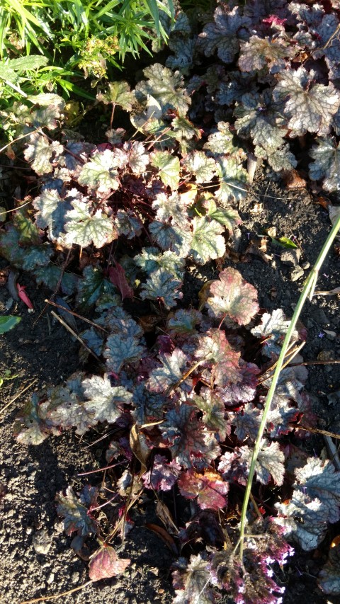 Heuchera 'Plum Pudding' plantplacesimage20161015_160811.jpg