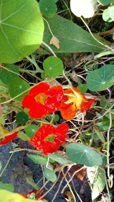 Tropaeolum spp plantplacesimage20161015_161239.jpg
