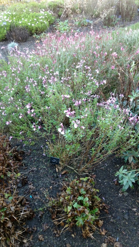 Salvia plantplacesimage20161015_162837.jpg