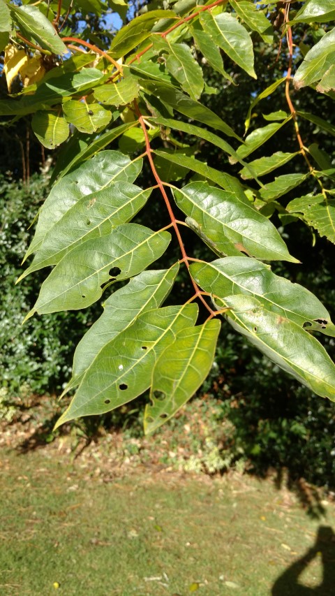 Ailanthus altissima plantplacesimage20161016_104727.jpg