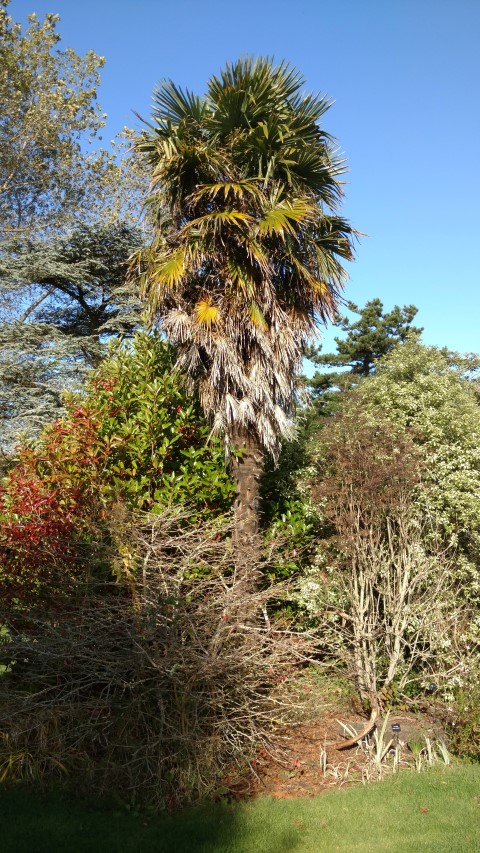 Trachycarpus fortunei plantplacesimage20161016_105326.jpg